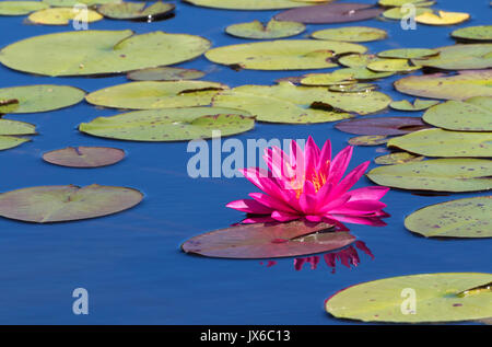 Leuchtend rosa Seerose Duplikate im blauen Wasser Stockfoto