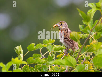 Die dickcissel ist ein kleines amerikanisches Saatgut - Essen der Familie der Cardinalidae Stockfoto