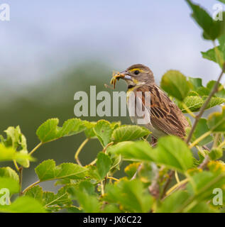 Die dickcissel ist ein kleines amerikanisches Saatgut - Essen der Familie der Cardinalidae Stockfoto