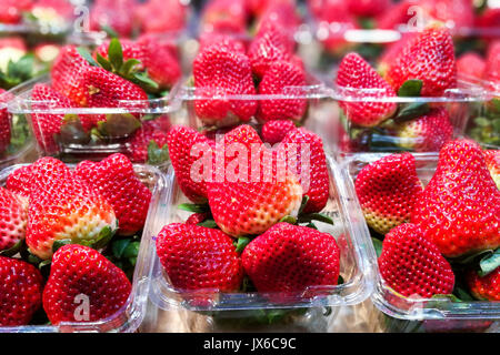 Große Erdbeeren in Kunststoffbehältern für den Verkauf Stockfoto