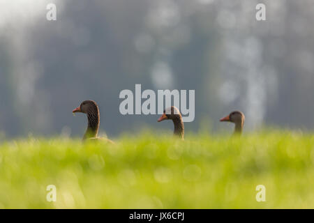 Drei natürliche Graugänse (Anser anser) in der grünen Wiese Stockfoto