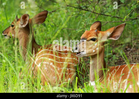 Nyala, Krüger Nationalpark, Südafrika Stockfoto