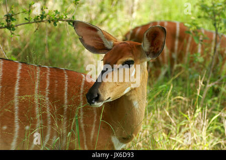 Nyala, Krüger Nationalpark, Südafrika Stockfoto