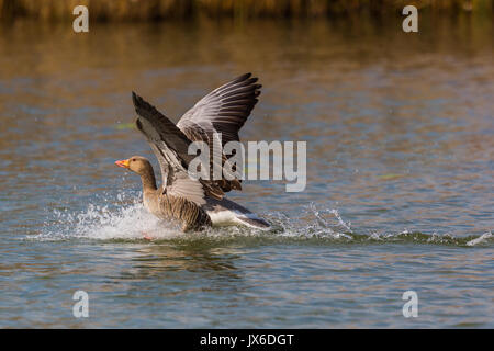 Natürliche Graugans (Anser anser) Landung auf der Wasseroberfläche, Tropfen, Spritzen Stockfoto