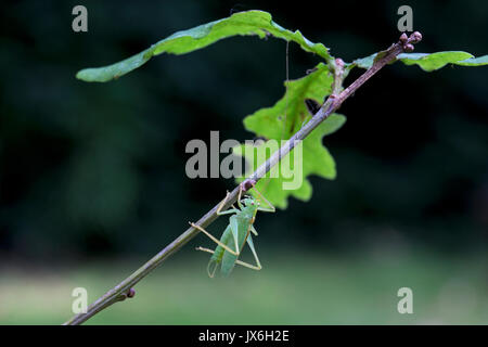 Eiche Bush-Cricket oder Trommeln Grashuepfer (Meconema Thalassinum) Stockfoto