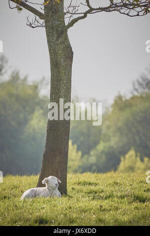 Ein zufriedenes Schaf alleine entspannen in einer Wiese im Frühjahr Stockfoto