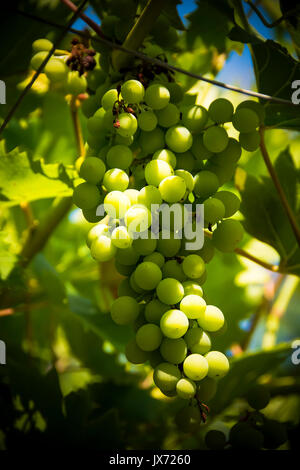 Traube am Rebstock reifen in der Sonne Stockfoto