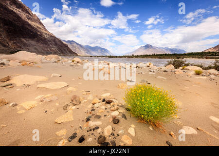 Banken von nubra Fluss im Nubra Tal in Ladakh Region Kaschmir, Indien Stockfoto