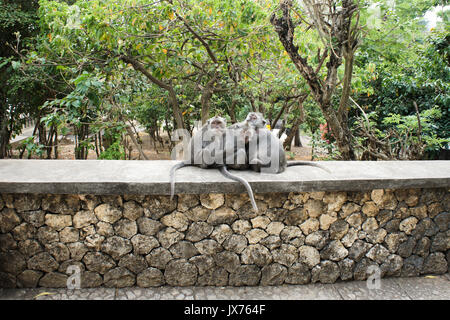 Drei Affen sitzen auf einer Mauer in Bali. Stockfoto