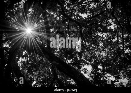 Ein starburst Wirkung der Sonne durch die Bäume an Wistmans Holz in Dartmoor, England peaking Stockfoto