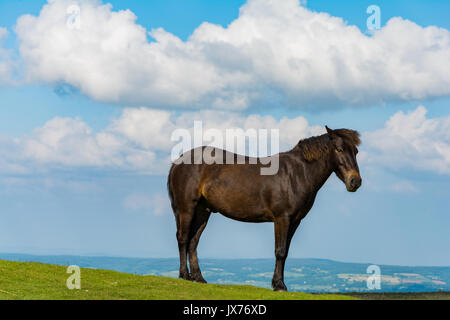 Ein semi-wilden Dartmoor Pony steht allein in Dartmoor National Park, England, Großbritannien Stockfoto