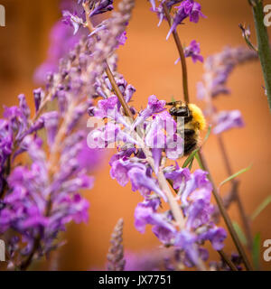 Nahaufnahme der Buff tailed bumble bee Bestäubung im Frühling, UK, 2017 Stockfoto