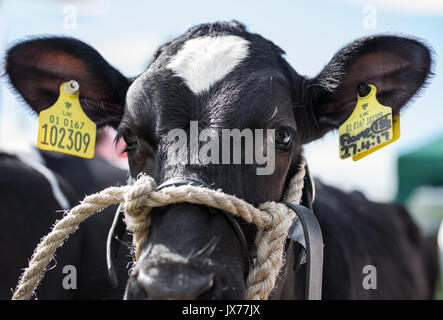 Holstein friesen Kalb an der südlichen Landwirtschaft zeigen Stockfoto