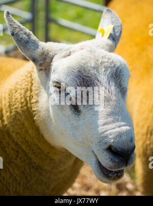 Texel Schafe ewe gefärbt orange in einem Stift an der südlichen Landwirtschaft zeigen Stockfoto