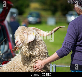 Angoraziege an der südlichen Landwirtschaft zeigen Stockfoto