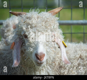 Angoraziege an der südlichen Landwirtschaft zeigen Stockfoto