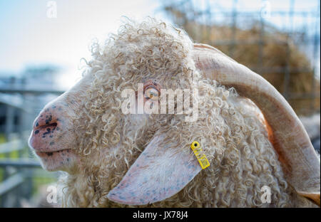 Angoraziege an der südlichen Landwirtschaft zeigen Stockfoto