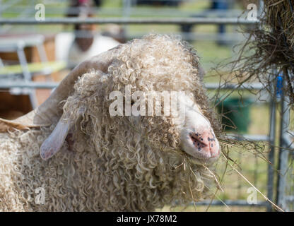 Angoraziege an der südlichen Landwirtschaft zeigen Stockfoto