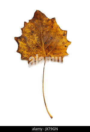 Herbst getrocknete Beben Aspen (Populus tremula) Blatt auf weißem Hintergrund Stockfoto