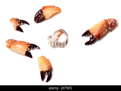 Warme Pinzetten aus Krabben und leer gebrochen rapana Shell. Auf weissem Hintergrund. Stockfoto