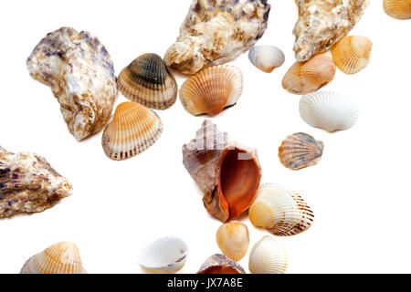 Verschiedene Muscheln auf weißem Hintergrund Stockfoto
