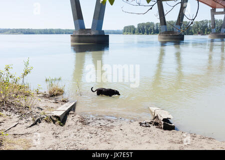 Hund Abkühlung in den Fraser River. Mission, BC. Kanada Stockfoto