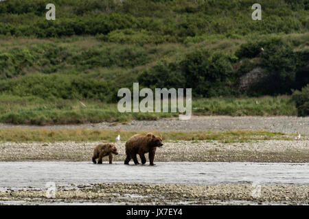 Ein Grizzly Bär sow Spaziergänge mit ihrem Jährling cub entlang der unteren Lagune am McNeil River State Game Sanctuary auf der Kenai Halbinsel, Alaska. Der abgelegene Standort ist nur mit einer Sondergenehmigung erreichbar und ist der weltweit größte saisonale Population von Braunbären. Stockfoto