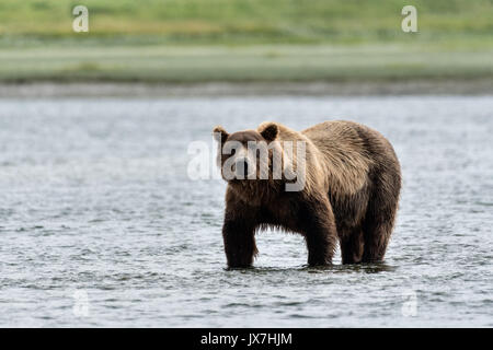 Ein Grizzly Bär Wildschwein sucht Chum salmon im unteren Lagune am McNeil River State Game Sanctuary auf der Kenai Halbinsel, Alaska. Der abgelegene Standort ist nur mit einer Sondergenehmigung erreichbar und ist der weltweit größte saisonale Population von Braunbären. Stockfoto