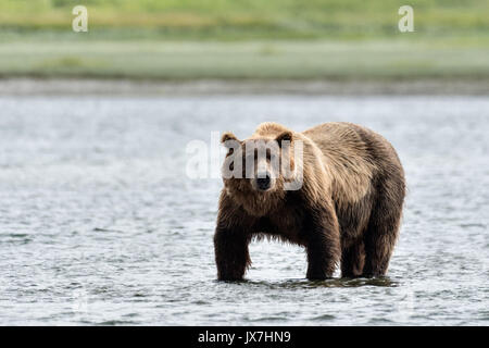 Ein Grizzly Bär Wildschwein sucht Chum salmon im unteren Lagune am McNeil River State Game Sanctuary auf der Kenai Halbinsel, Alaska. Der abgelegene Standort ist nur mit einer Sondergenehmigung erreichbar und ist der weltweit größte saisonale Population von Braunbären. Stockfoto