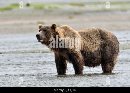 Ein Grizzly Bär Wildschwein sucht Chum salmon im unteren Lagune am McNeil River State Game Sanctuary auf der Kenai Halbinsel, Alaska. Der abgelegene Standort ist nur mit einer Sondergenehmigung erreichbar und ist der weltweit größte saisonale Population von Braunbären. Stockfoto