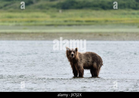 Ein Grizzly Bär Sub - Erwachsene sucht Chum salmon im unteren Lagune am McNeil River State Game Sanctuary auf der Kenai Halbinsel, Alaska. Der abgelegene Standort ist nur mit einer Sondergenehmigung erreichbar und ist der weltweit größte saisonale Population von Braunbären. Stockfoto