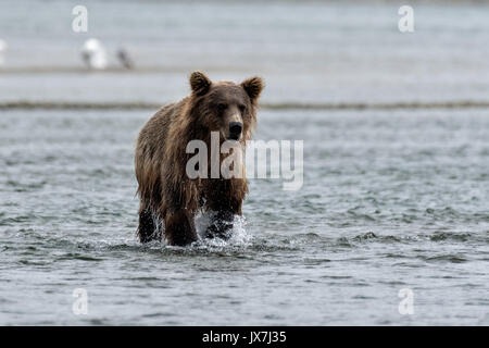 Ein Grizzly Bär Sub - Erwachsene sucht Chum salmon im unteren Lagune am McNeil River State Game Sanctuary auf der Kenai Halbinsel, Alaska. Der abgelegene Standort ist nur mit einer Sondergenehmigung erreichbar und ist der weltweit größte saisonale Population von Braunbären. Stockfoto