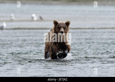 Ein Grizzly Bär Sub - Erwachsene sucht Chum salmon im unteren Lagune am McNeil River State Game Sanctuary auf der Kenai Halbinsel, Alaska. Der abgelegene Standort ist nur mit einer Sondergenehmigung erreichbar und ist der weltweit größte saisonale Population von Braunbären. Stockfoto