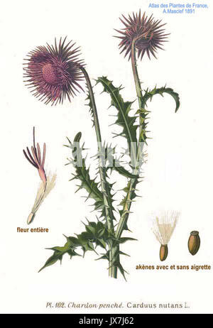 Carduus nutans L, allgemein bekannt als Moschusdistel, ist eine blühende Pflanzenart aus der Familie der Asteraceae. Sie ist in Europa und Asien beheimatet, ist aber in Nordamerika invasiv geworden, wo sie sich auf landwirtschaftliche und natürliche Gebiete auswirkt. Stockfoto