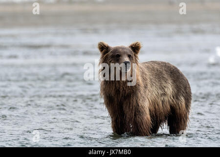 Ein Grizzly Bär Sub - Erwachsene sucht Chum salmon im unteren Lagune am McNeil River State Game Sanctuary auf der Kenai Halbinsel, Alaska. Der abgelegene Standort ist nur mit einer Sondergenehmigung erreichbar und ist der weltweit größte saisonale Population von Braunbären. Stockfoto