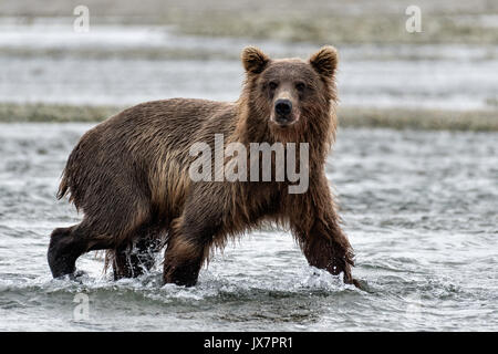 Ein Grizzly Bär Sub - Erwachsene sucht Chum salmon im unteren Lagune am McNeil River State Game Sanctuary auf der Kenai Halbinsel, Alaska. Der abgelegene Standort ist nur mit einer Sondergenehmigung erreichbar und ist der weltweit größte saisonale Population von Braunbären. Stockfoto