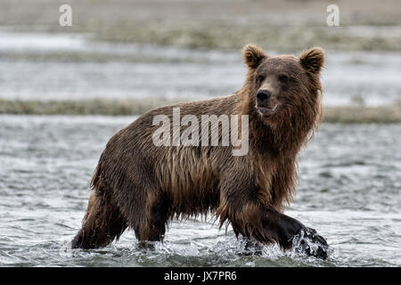 Ein Grizzly Bär Sub - Erwachsene sucht Chum salmon im unteren Lagune am McNeil River State Game Sanctuary auf der Kenai Halbinsel, Alaska. Der abgelegene Standort ist nur mit einer Sondergenehmigung erreichbar und ist der weltweit größte saisonale Population von Braunbären. Stockfoto