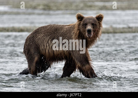 Ein Grizzly Bär Sub - Erwachsene sucht Chum salmon im unteren Lagune am McNeil River State Game Sanctuary auf der Kenai Halbinsel, Alaska. Der abgelegene Standort ist nur mit einer Sondergenehmigung erreichbar und ist der weltweit größte saisonale Population von Braunbären. Stockfoto