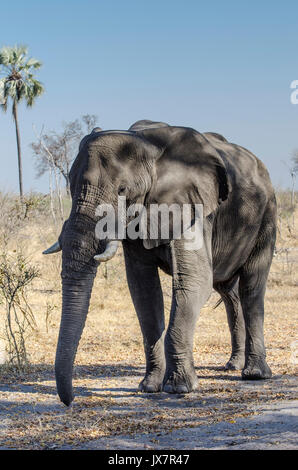 Afrikanischer Elefant, Loxodonta africana, im linyanti Wildlife Reserve im Norden Botswanas. Stockfoto