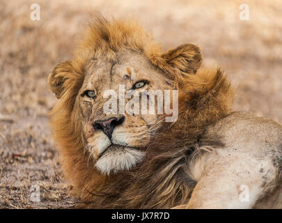 Männliche Löwe Panthera leo, in Sabi Sand Reserve in MalaMala, Südafrika. Stockfoto