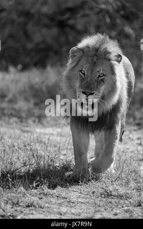 Afrikanischer Löwe Panthera leo, in Sabi Sand Reserve an MalaMala, Südafrika. Stockfoto