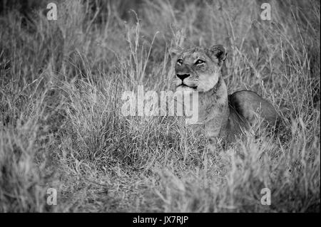 Afrikanischer Löwe Panthera leo, in Sabi Sand Reserve an MalaMala in Südafrika. Stockfoto