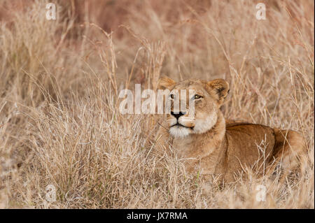 Afrikanischer Löwe Panthera leo, in Sabi Sand Reserve an MalaMala in Südafrika. Stockfoto