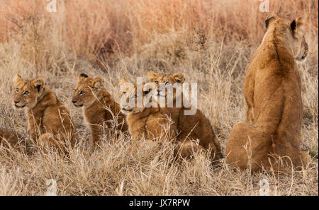 Afrikanischer Löwe Panthera leo, mit jungen, im Sabi Sand Reserve an MalaMala in Südafrika. Stockfoto