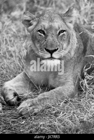 Afrikanische Löwin, Panthera leo, in Sabi Sand Reserve an MalaMala game reserve in Südafrika. Stockfoto