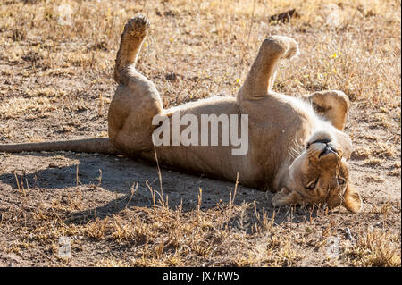 Afrikanischer Löwe Panthera leo, in Sabi Sand Reserve an MalaMala, Südafrika. Stockfoto