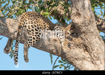 Leopard Panthera Pardus, in einem Baum an wildife Linyanti Reserve schlafen im Norden Botswanas. Stockfoto