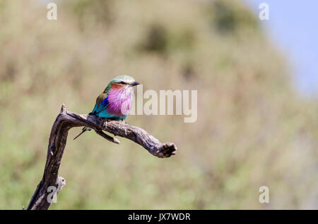 Lilac-breasted Roller, Coracias caudata, im linyanti Wildlife Reserve im Norden Botswanas. Stockfoto