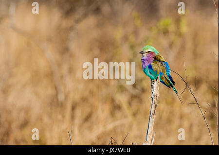 Lilac-breasted Roller, Coracias caudata, in Sabi Sand Reserve an MalaMala, Südafrika. Stockfoto