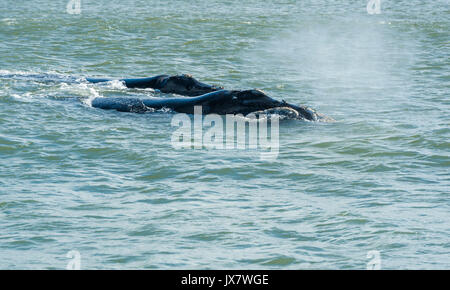Southern Right Whale, Eubalaena Australis, in Plettenberg in Plettenberg Bay, Südafrika. Stockfoto